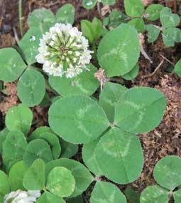 Clovers